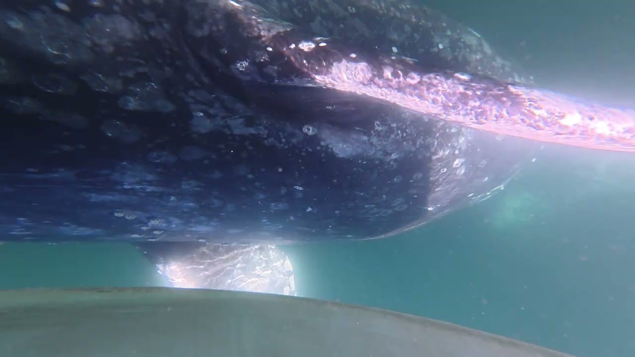 Gray Whale Watching at Ojo de Liebre Lagoon