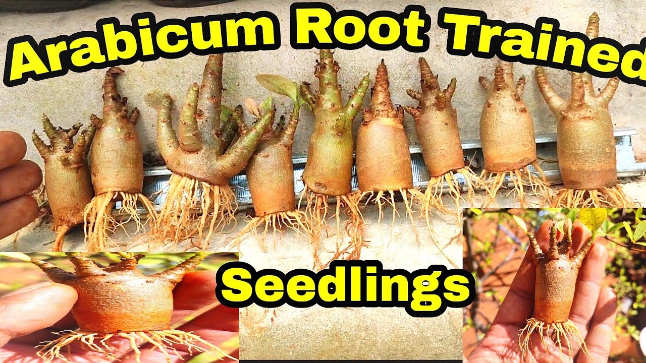 Arabicum Root Trained seedlings