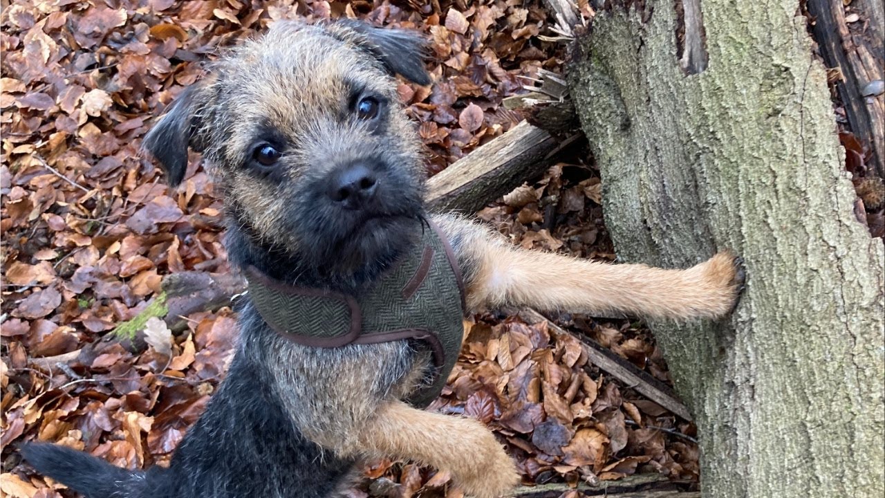 Gizmo The Border Terrier explores the local woods 🐾🌲🐾 #borderterrier #puppy #dog