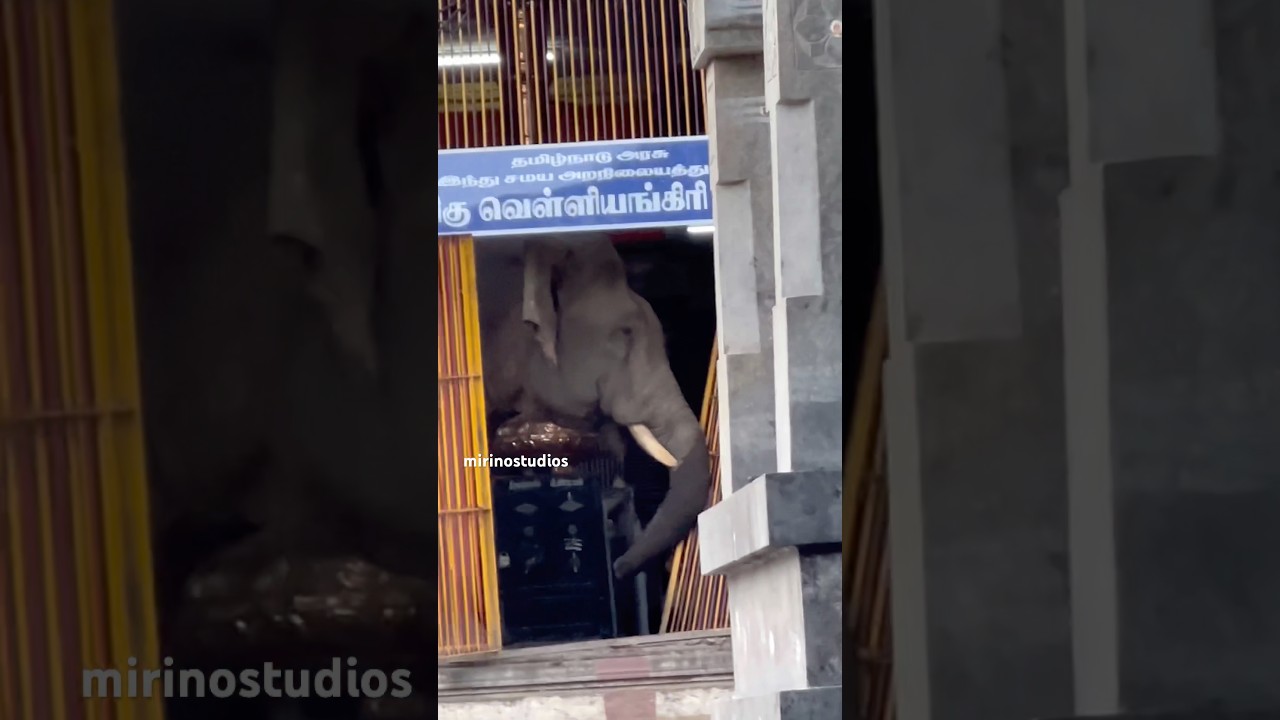 Wild Elephant entered Velliangiri temple and started playing, Attacking the temple gates