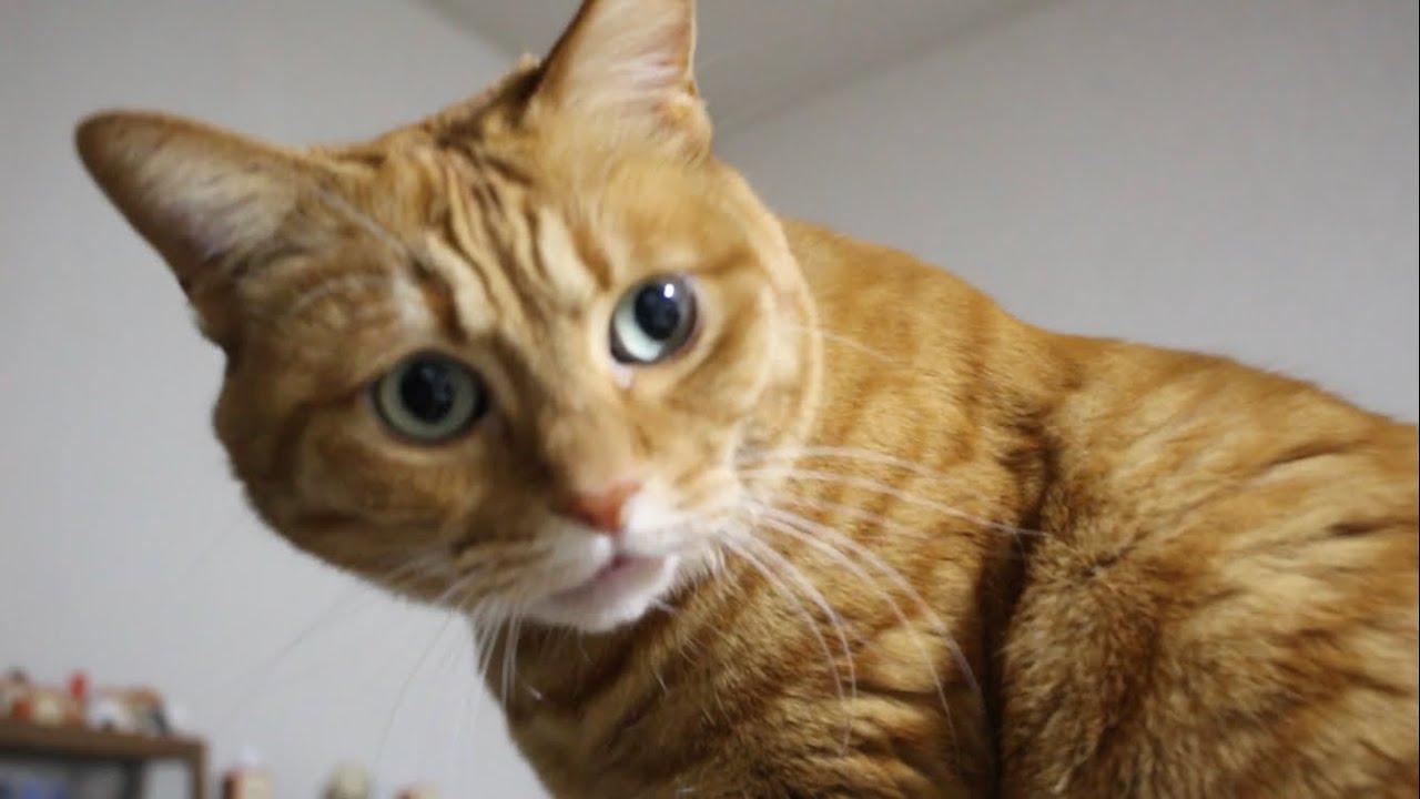ねこのおしゃべり
