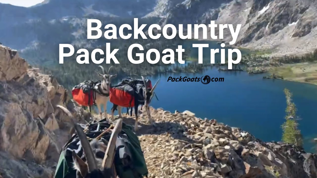 Backcountry Pack Goat Trip August 2022
