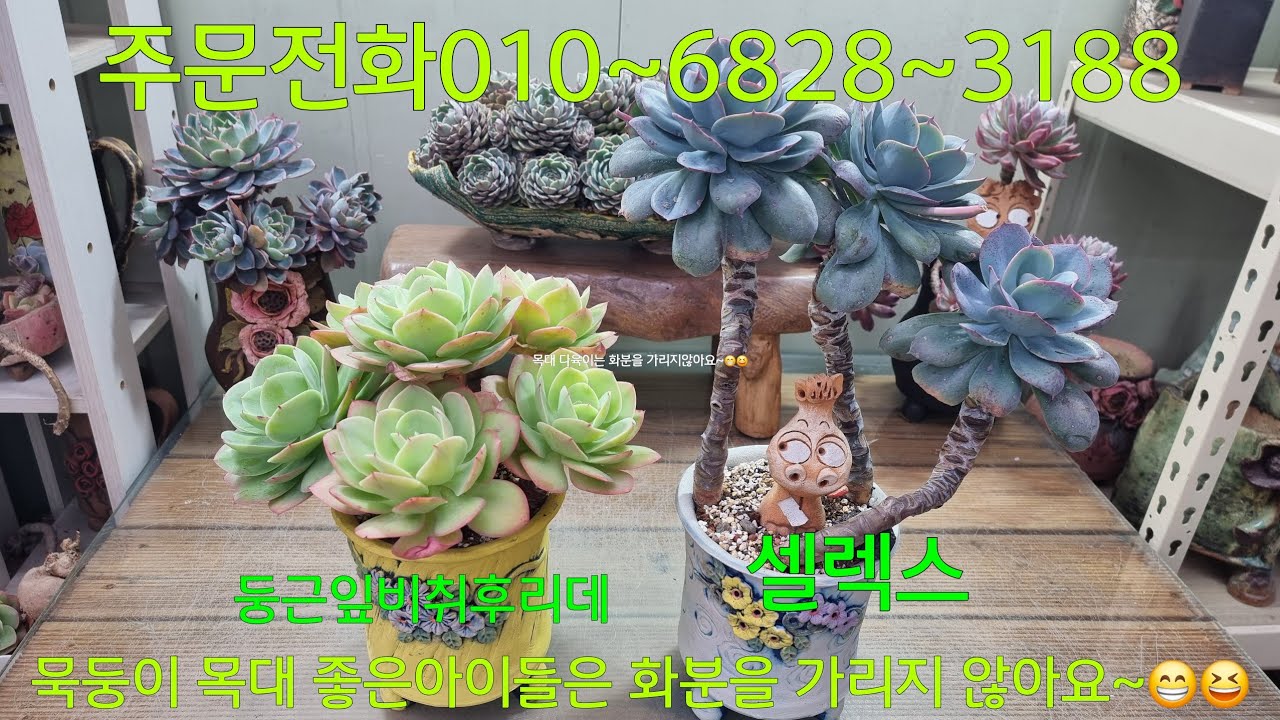 (26.2.13.금)보기만해도 이쁜 다육식물 힐링하세요 ~😁😆