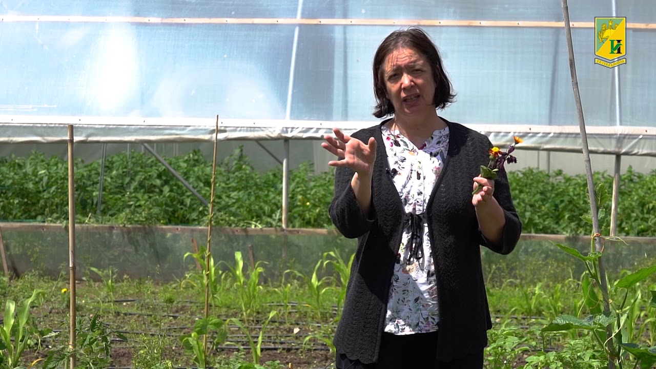 Gradina biointensiva a Facultatii de Horticultura din Bucuresti