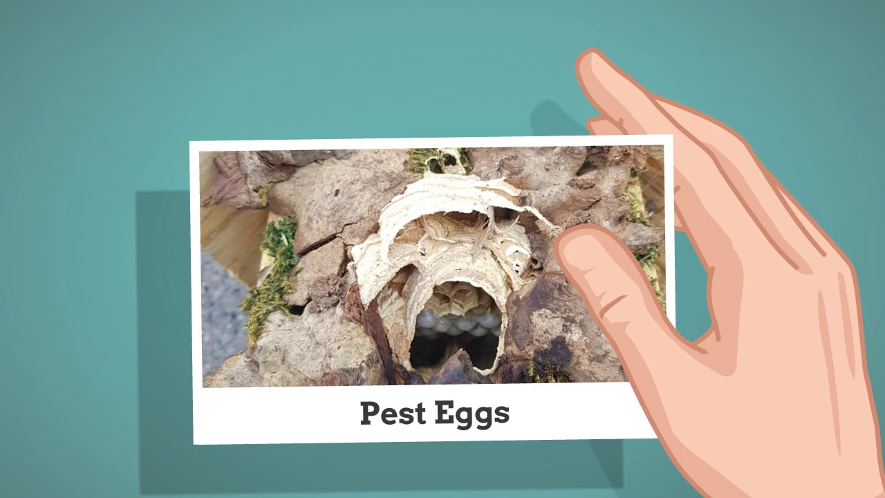 The Best pest control in Southampton