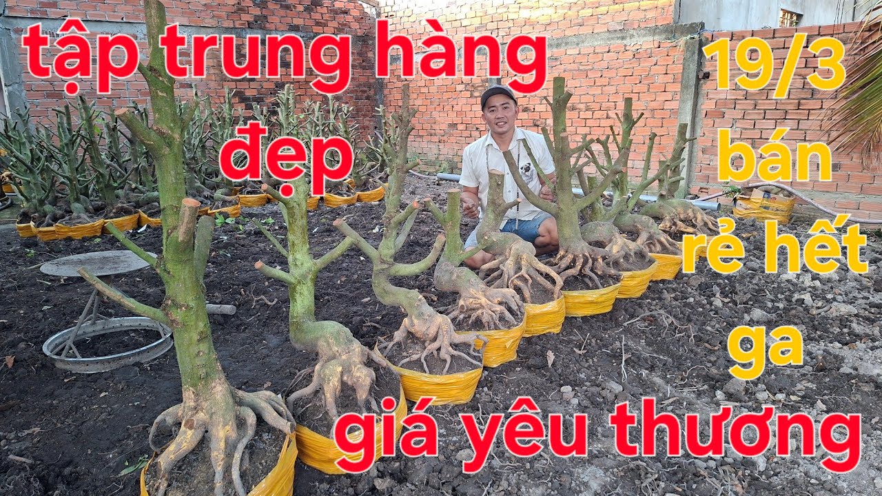 Toàn hàng đẹp to mà giá quá yêu thương  ủng hộ em lh 084.354.4272 19/3