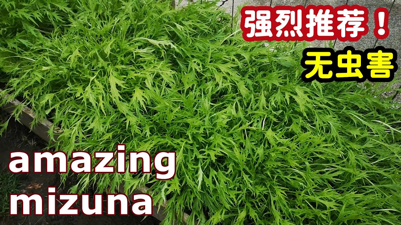 Best Time to Grow Amazing Mizuna, Delicious!👍无虫害, 脆嫩的京水菜, 什么时候种最好？