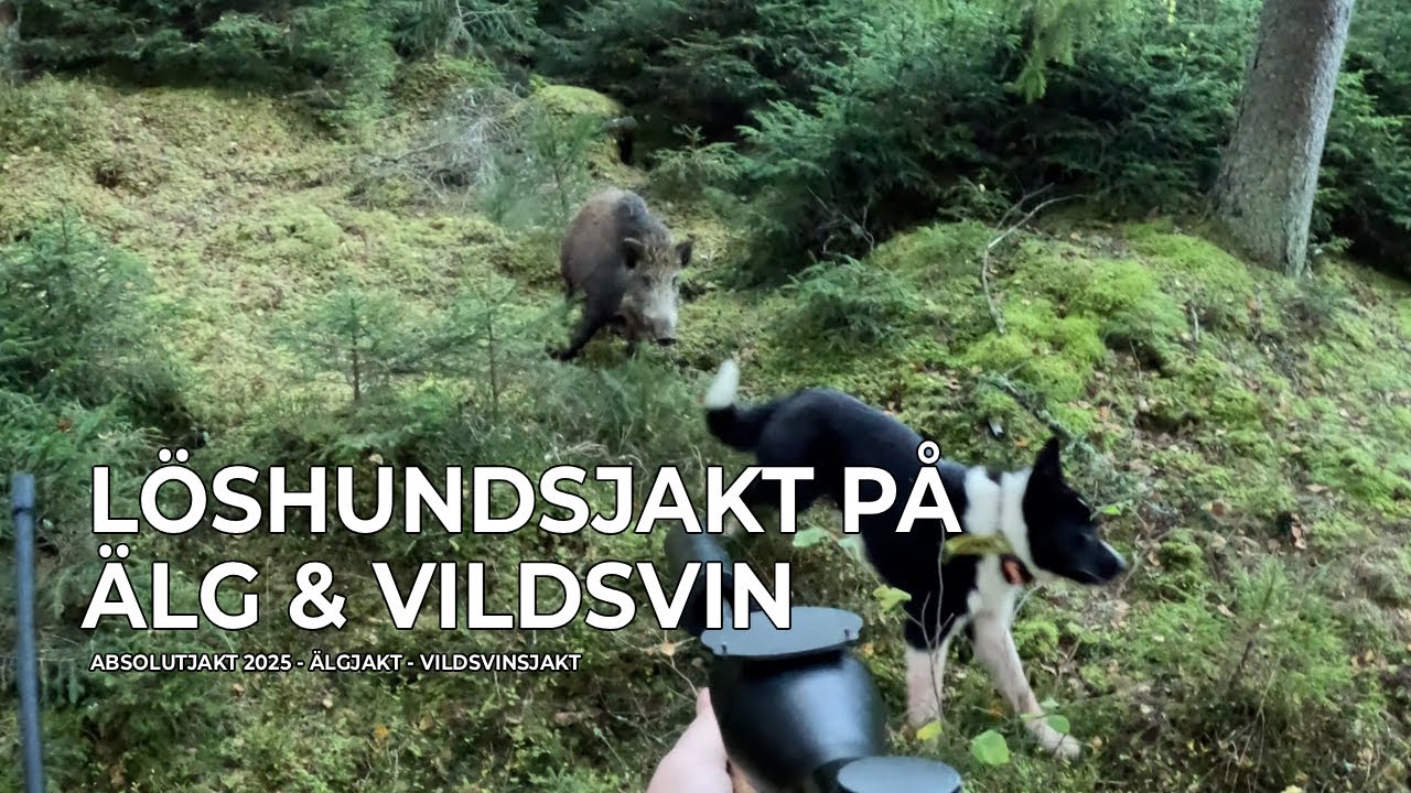 Löshundsjakt På Älg & Vildsvin