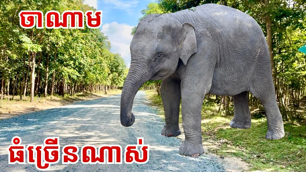 ចាណាម ឥឡូវធំច្រើនណាស់ 