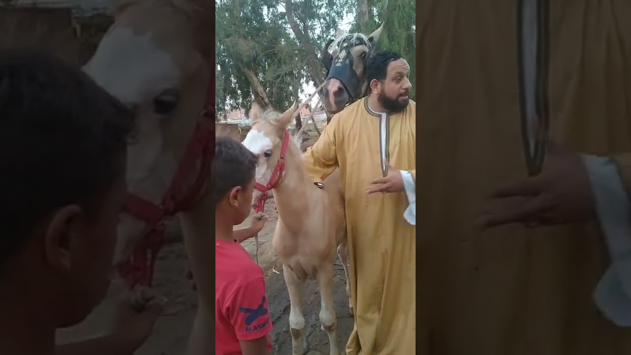 مهره كولا مشمشيه والده ذكر مشمشي والجر من اعلى درجه
