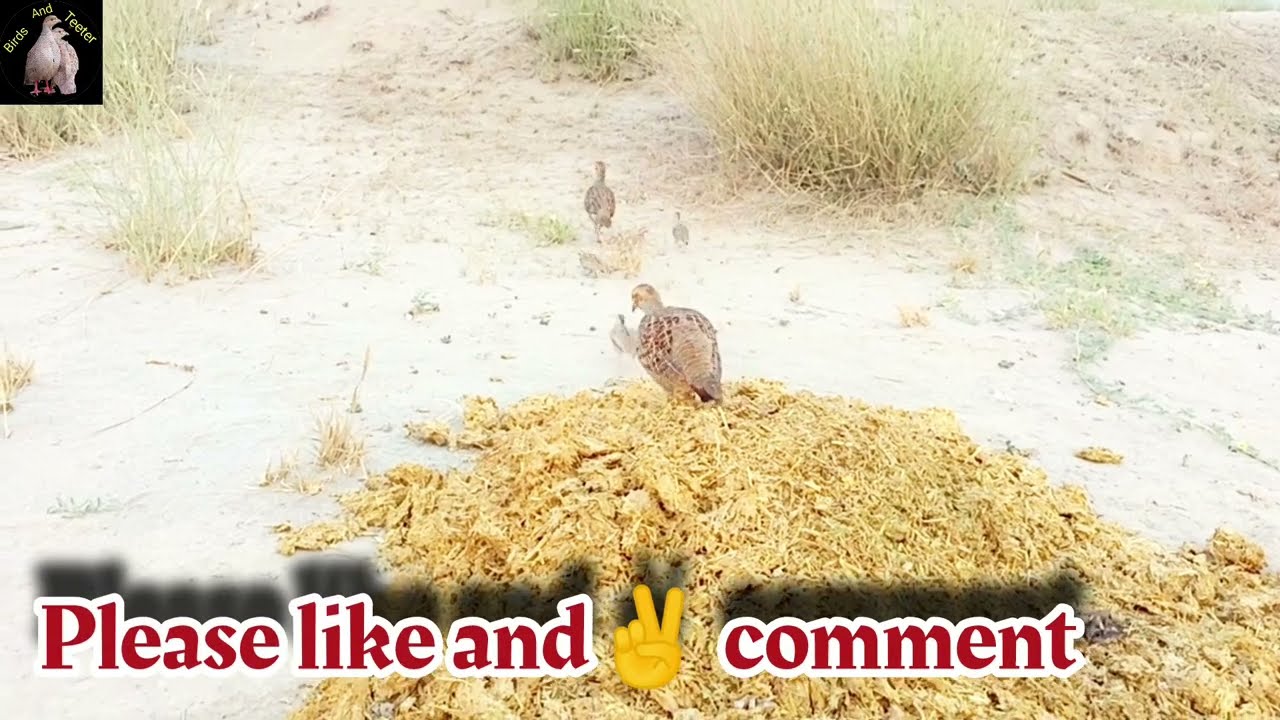 baby teeterawaz francolin chick sound