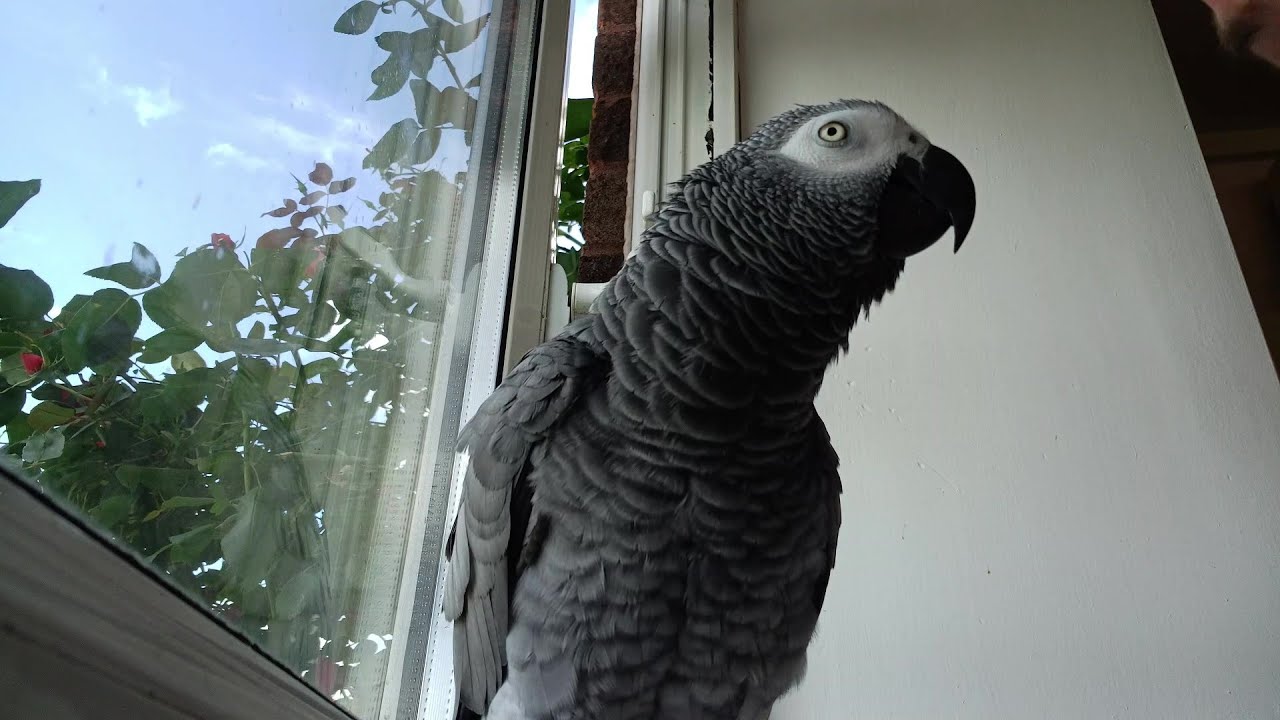 Parrot Chats With Smurf