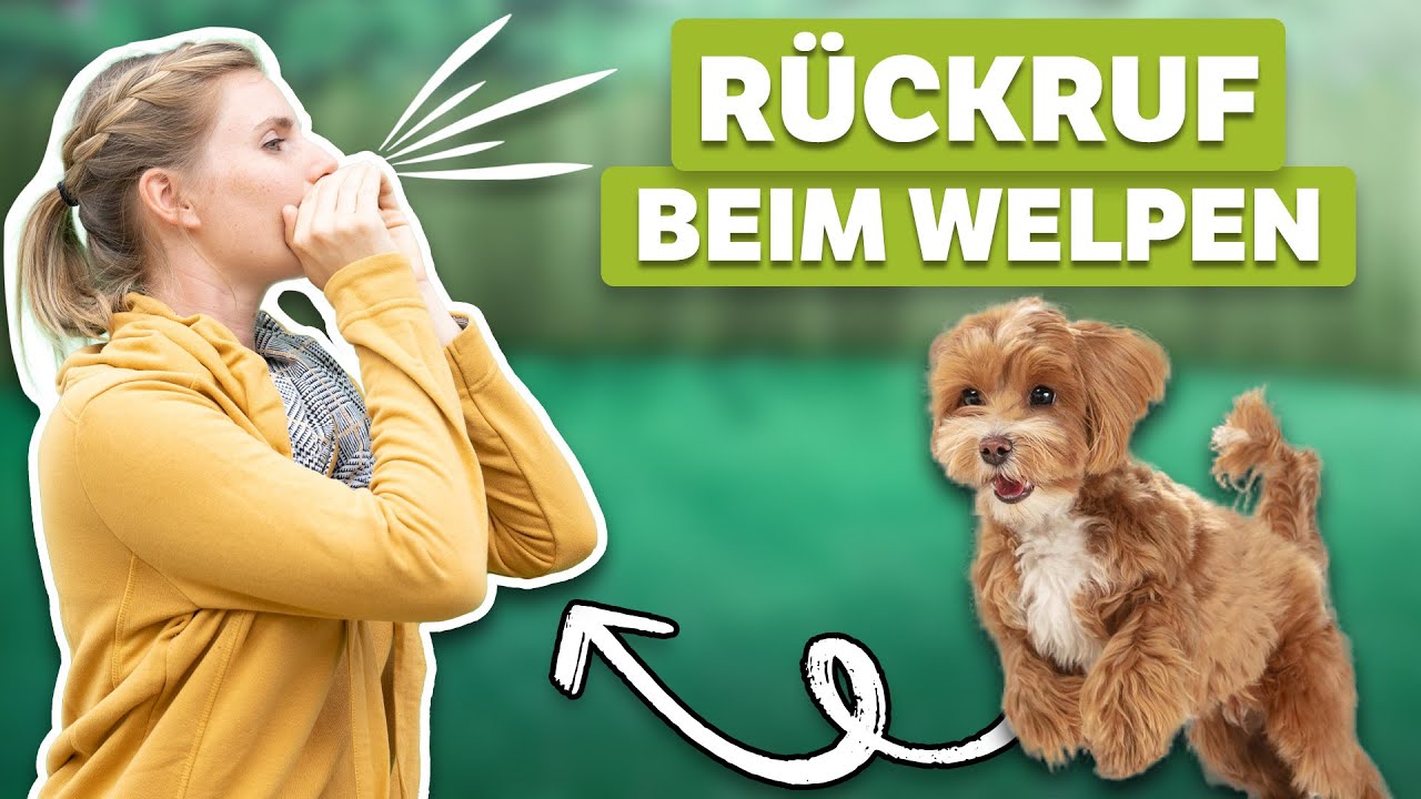 Sicherer RÜCKRUF bei deinem Welpen? So bringst du es ihm schnell und einfach bei!
