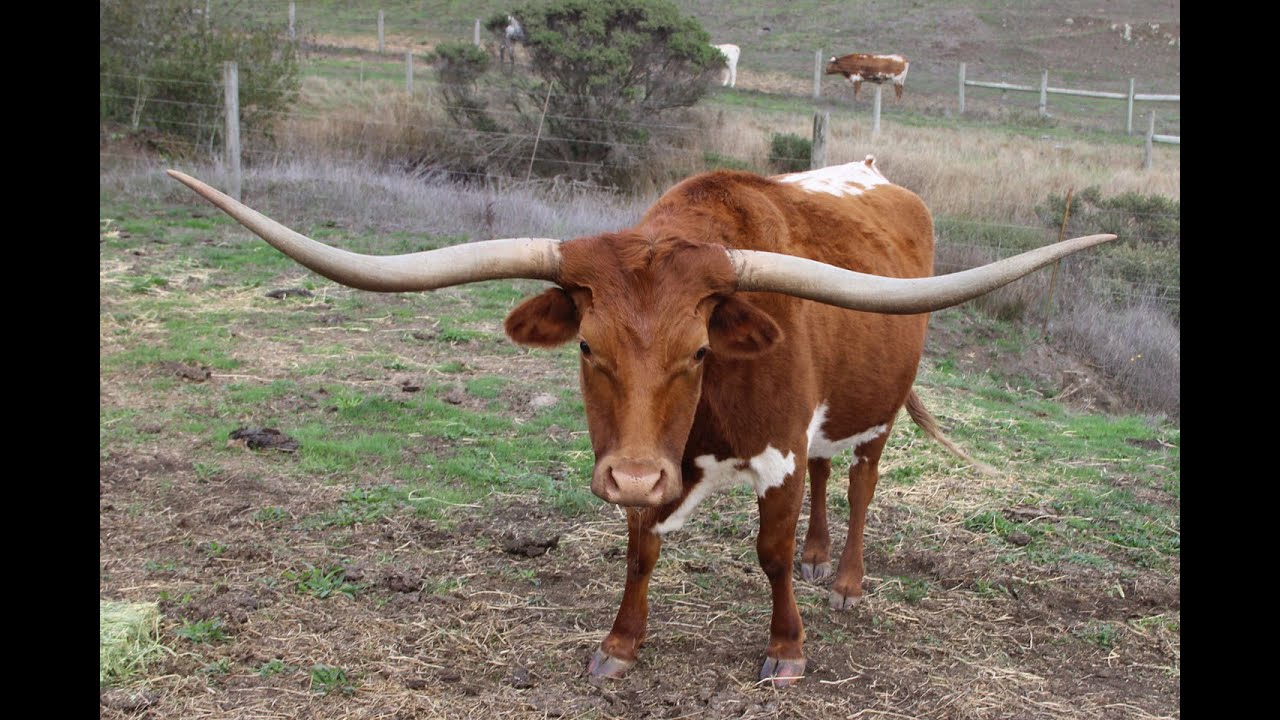 Longhorn Steer, Feeding. Private Ranch. Texas? Nope, Marin County CA