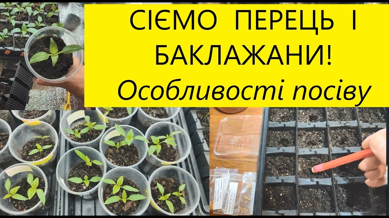 СІЄМО  ПЕРЕЦЬ  І  БАКЛАЖАНИ!  ОСОБЛИВОСТІ  ПОСІВУ  ДЛЯ  ДРУЖНІХ  СХОДІВ