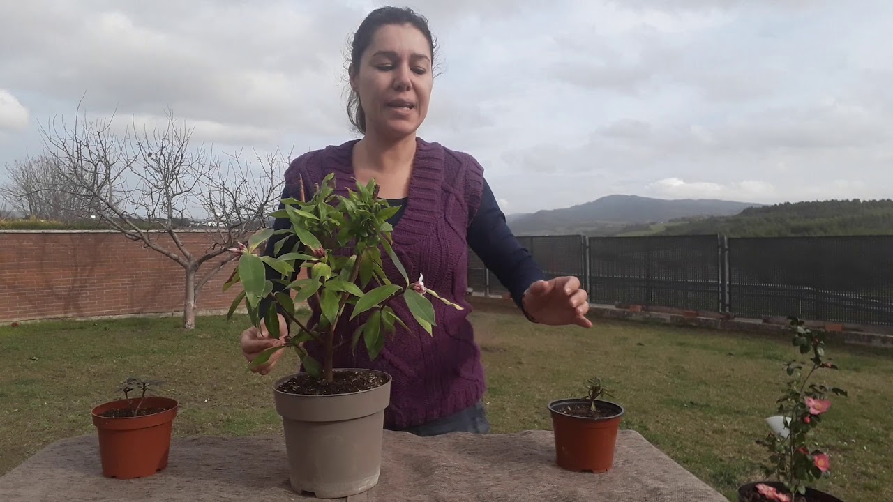 Daphne! arbusto de invierno