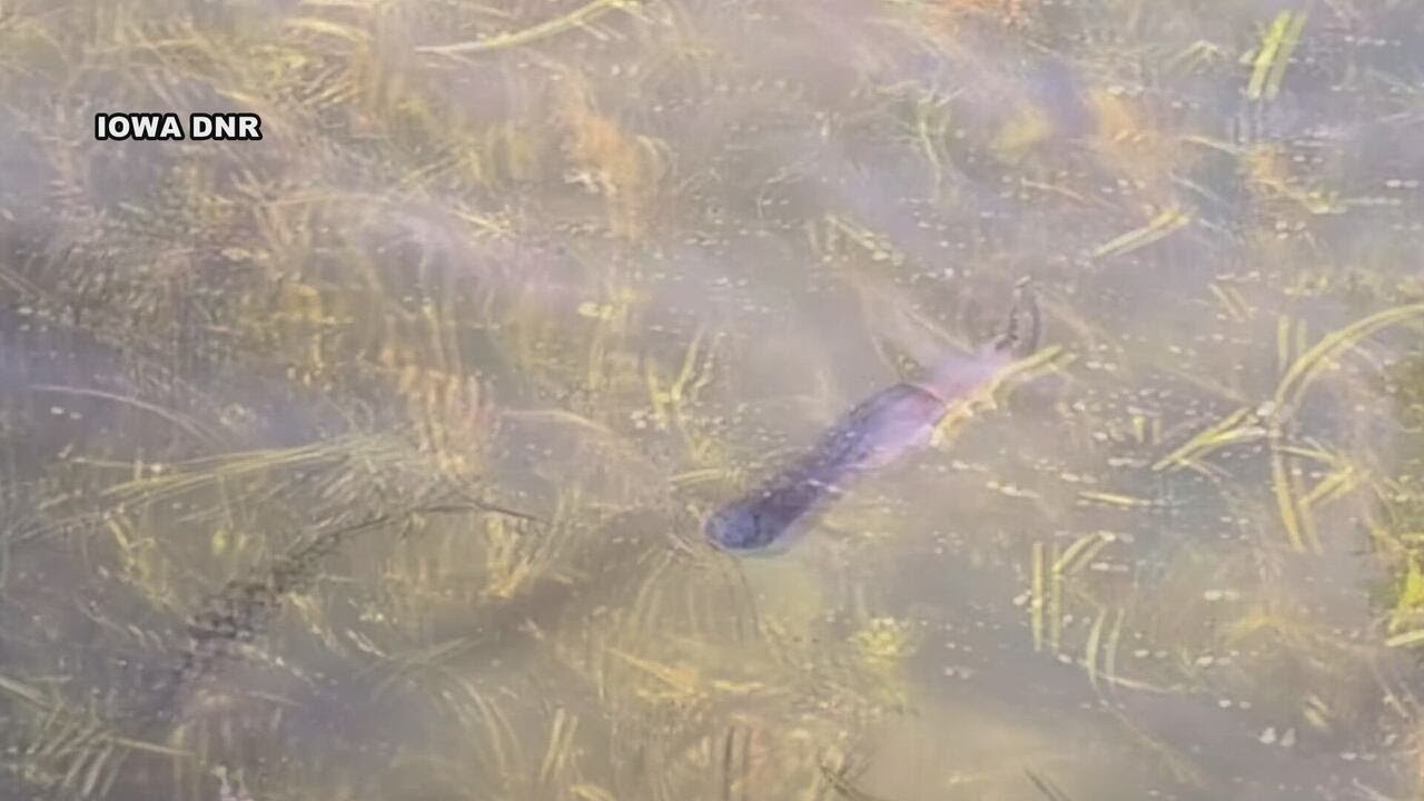 One year after reintroduction, Paddlefish are thriving in the Iowa Great Lakes