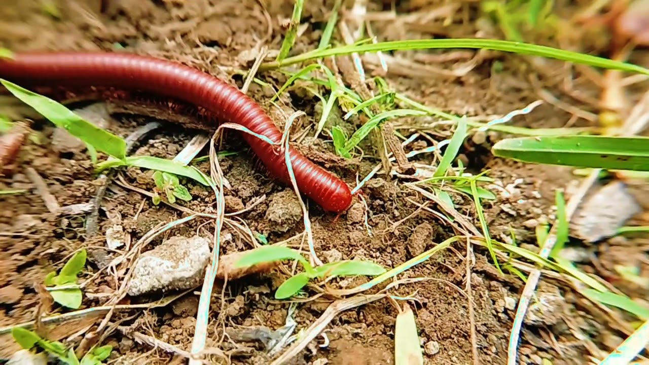 Discovering Millipedes: Armored Invertebrates of the Forest Floor 