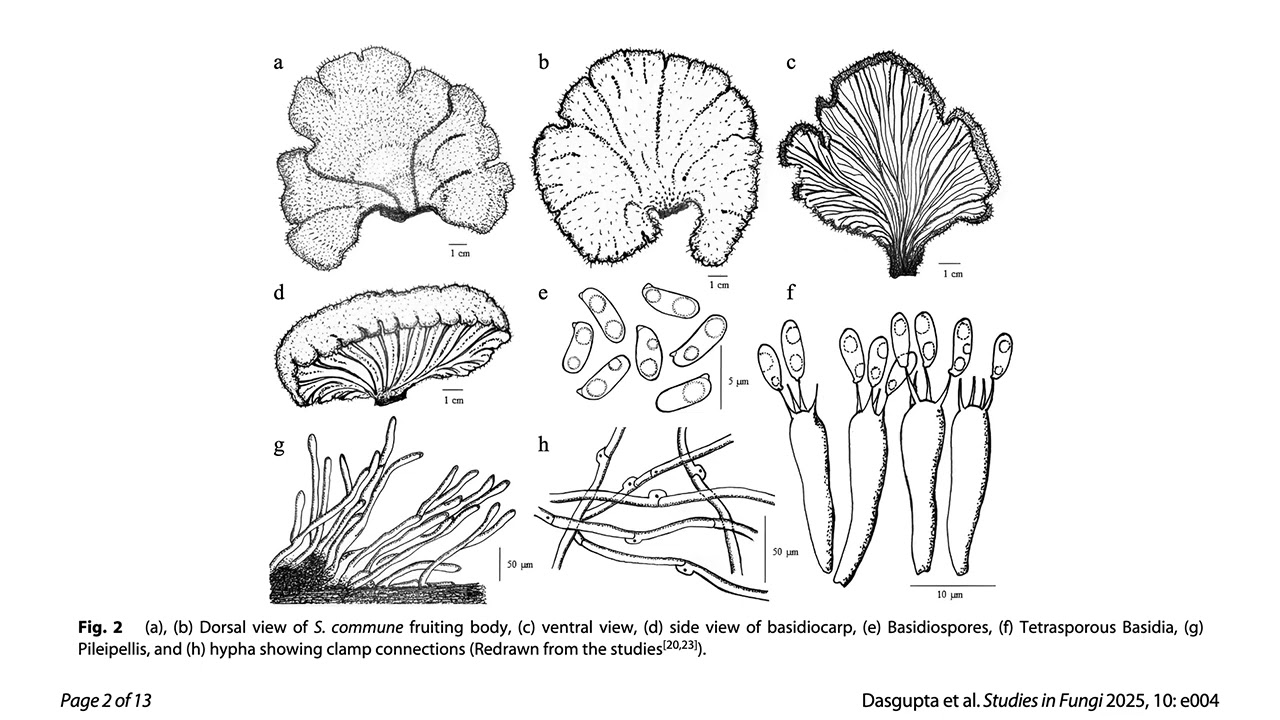 Schizophyllum commune