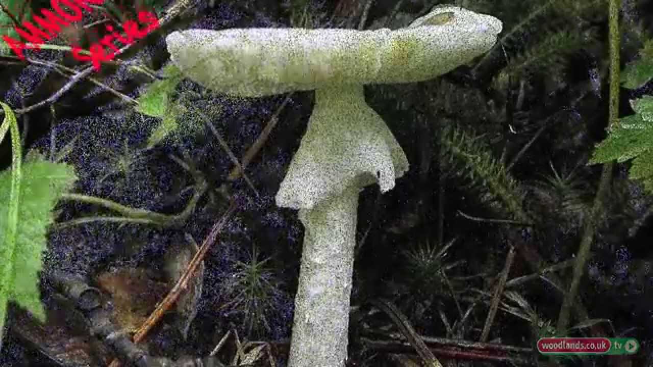 Identifying Poisonous Mushrooms in the Woodlands