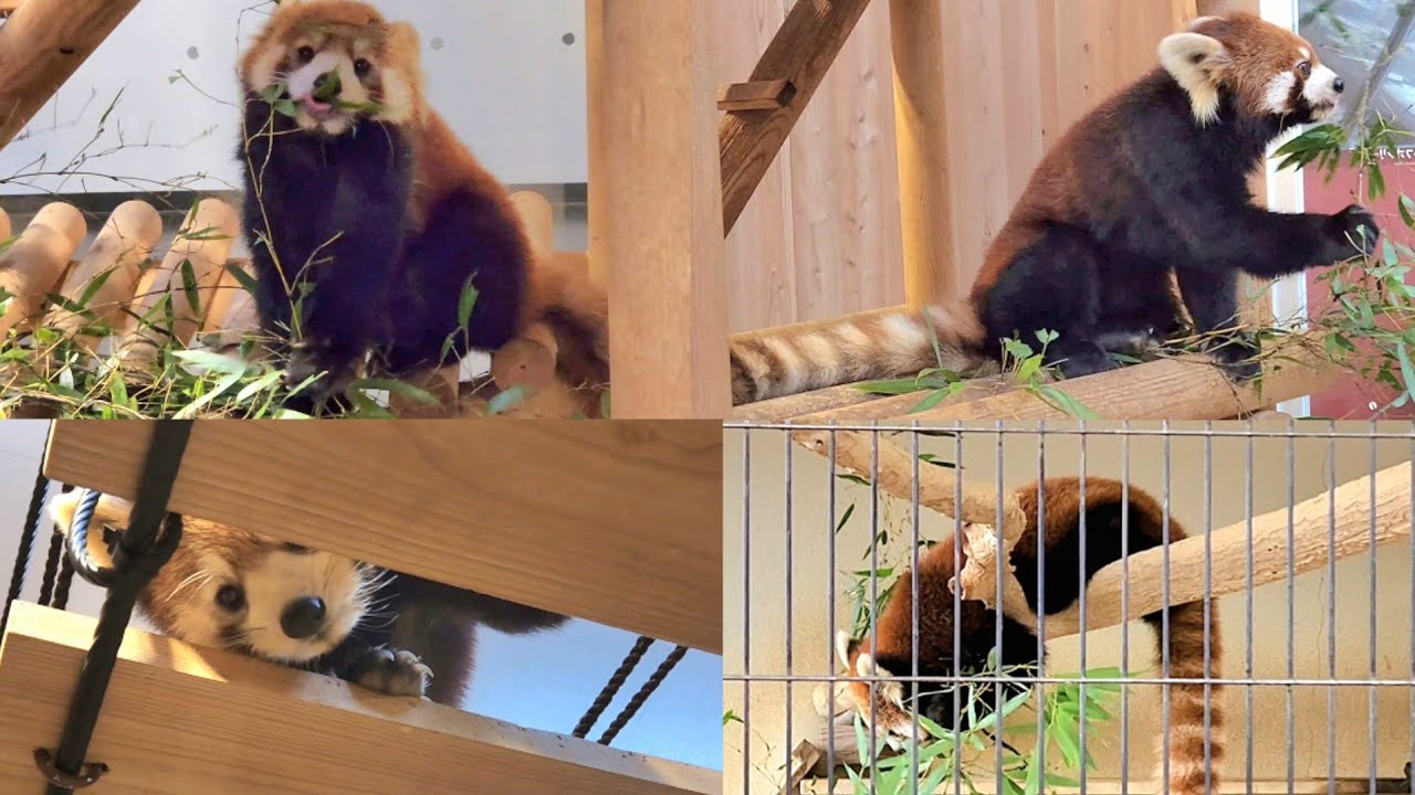 【レッサーパンダのティアラと双子の親子】～Nishiyama Zoo Red Pandas～