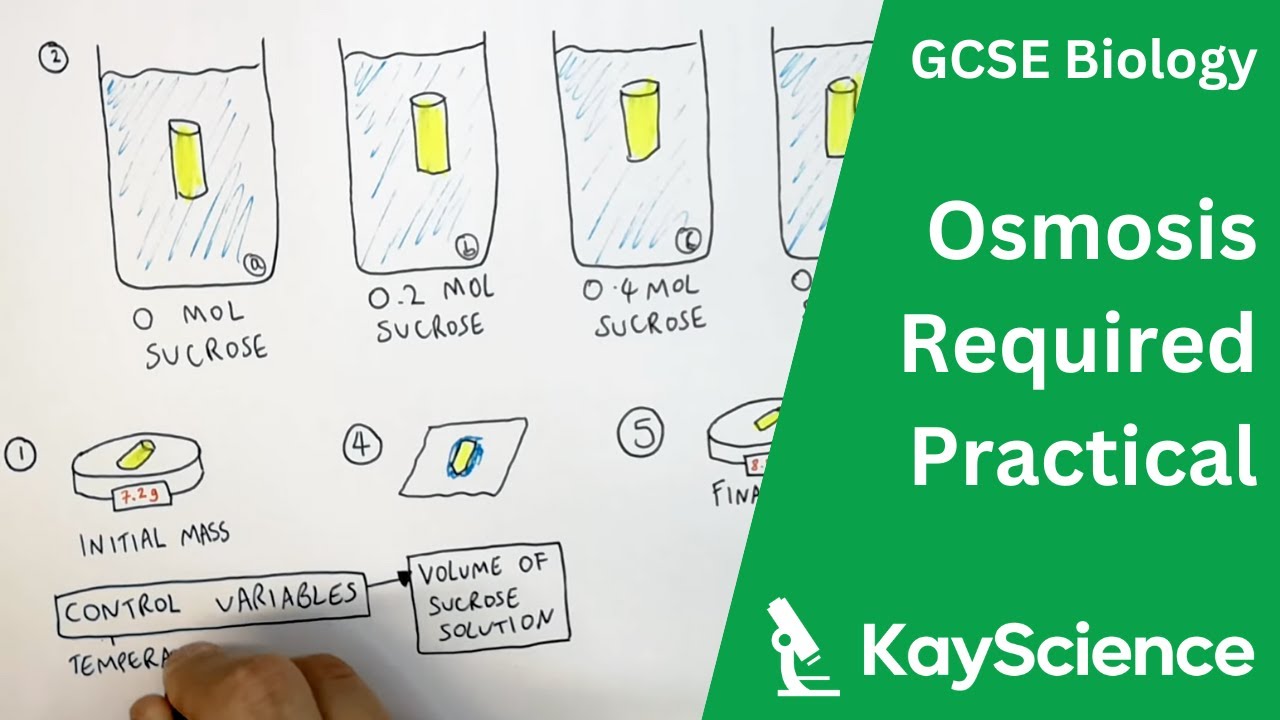 Биология (GCSE) – Осмос в картофеле: обязательная практическая работа.