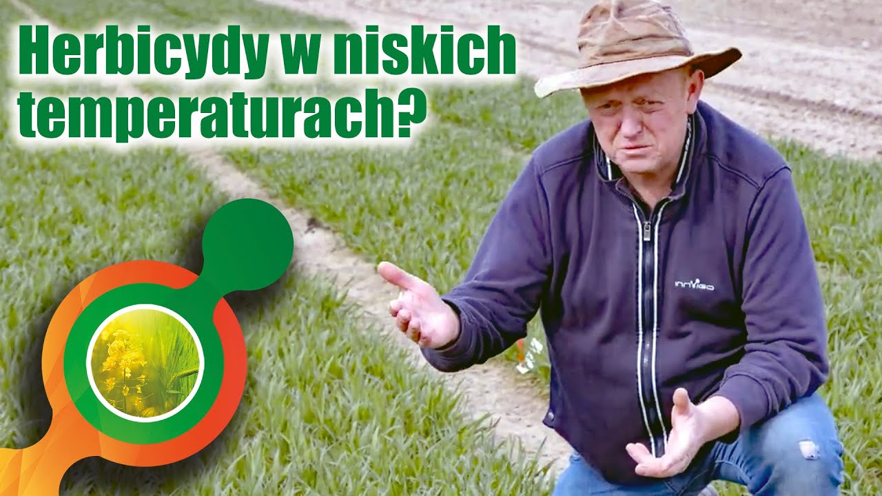 Herbicydy zbożowe skuteczne nawet w niskich temperaturach.