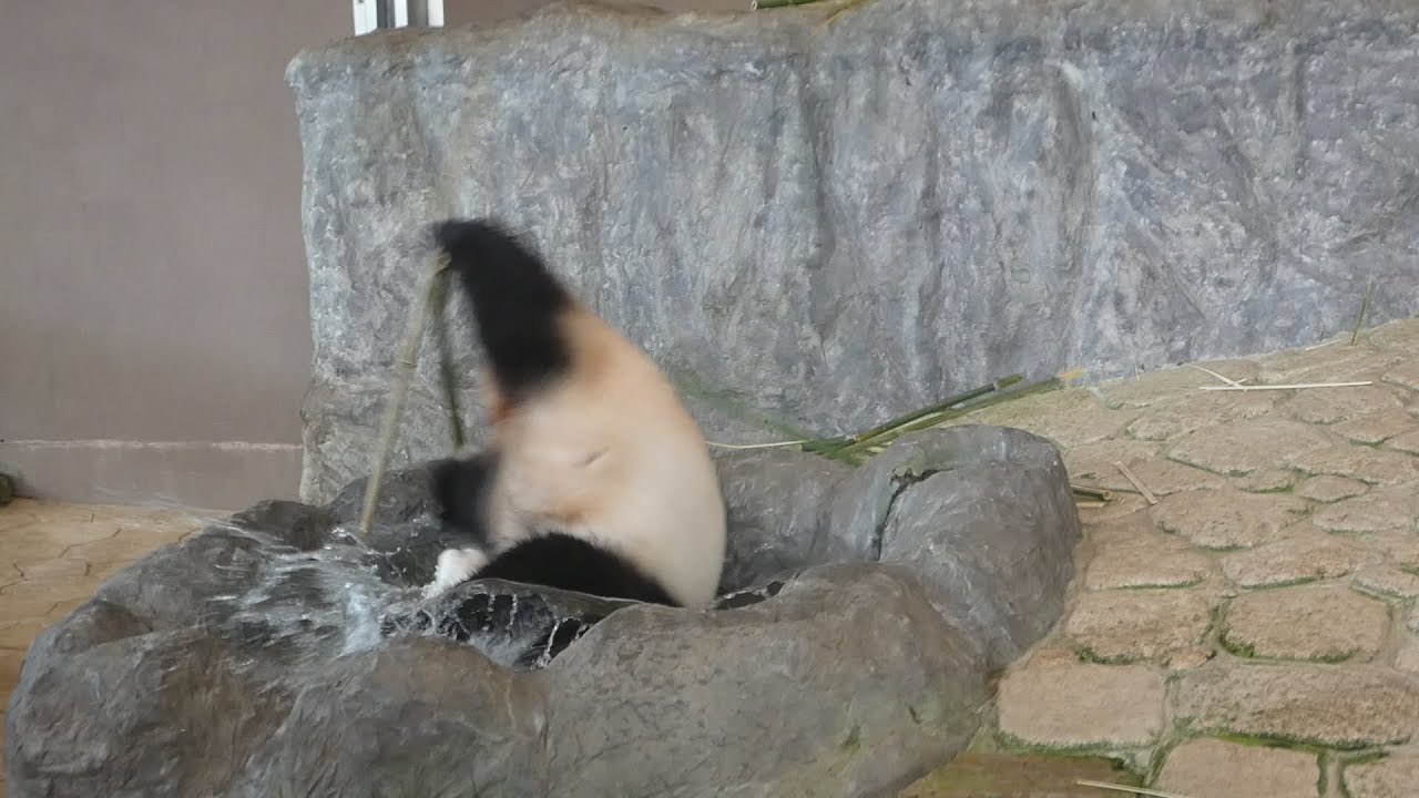 桃浜ちゃん🐼🍑あばれて豪快に池ぽちゃ🤣