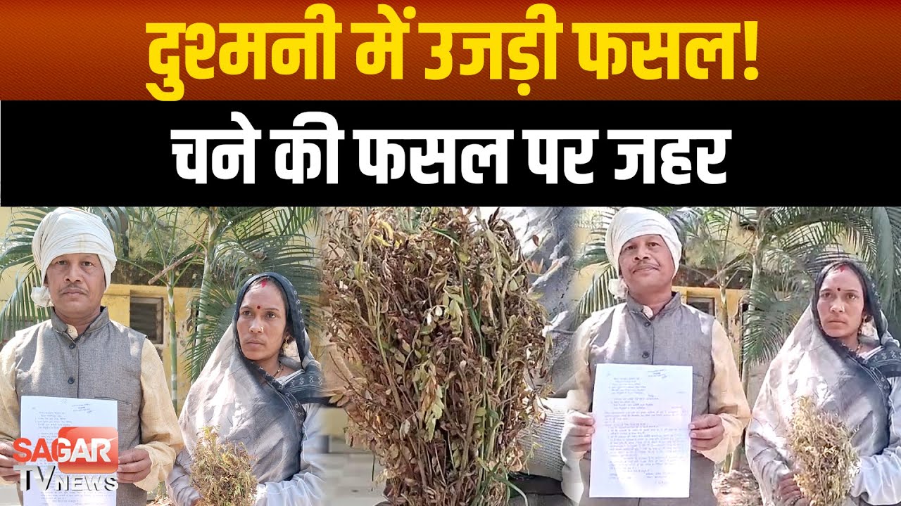 ज हर बनी पड़ोस की दुश्मनी, किसान की डेढ़ एकड़ चने की फसल पर डाला खरपतवारनाशक|SAGAR TV NEWS|