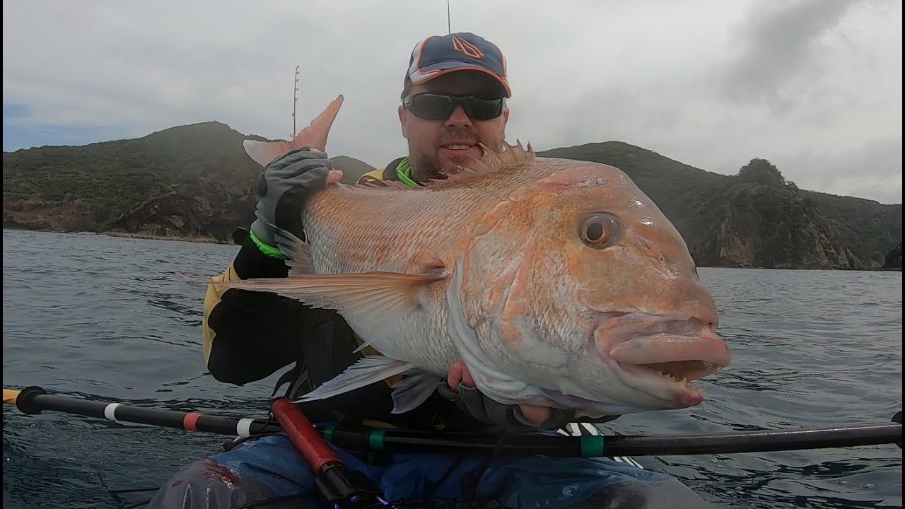 Best of 2019  - NZ Snapper fishing  - New Zealand Kayak Fishing - Viking Profish Reload