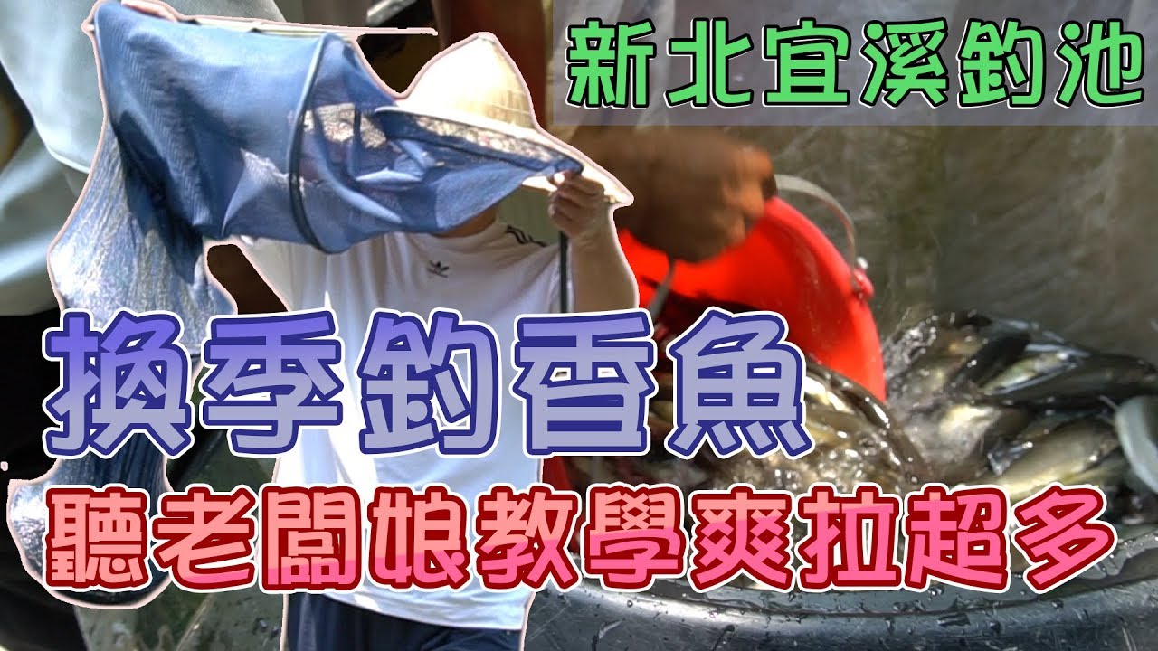 【老蟹愛釣魚】釣香魚不用跋山涉水，夏天來新北宜溪釣池也可以讓你香魚拉爽爽！