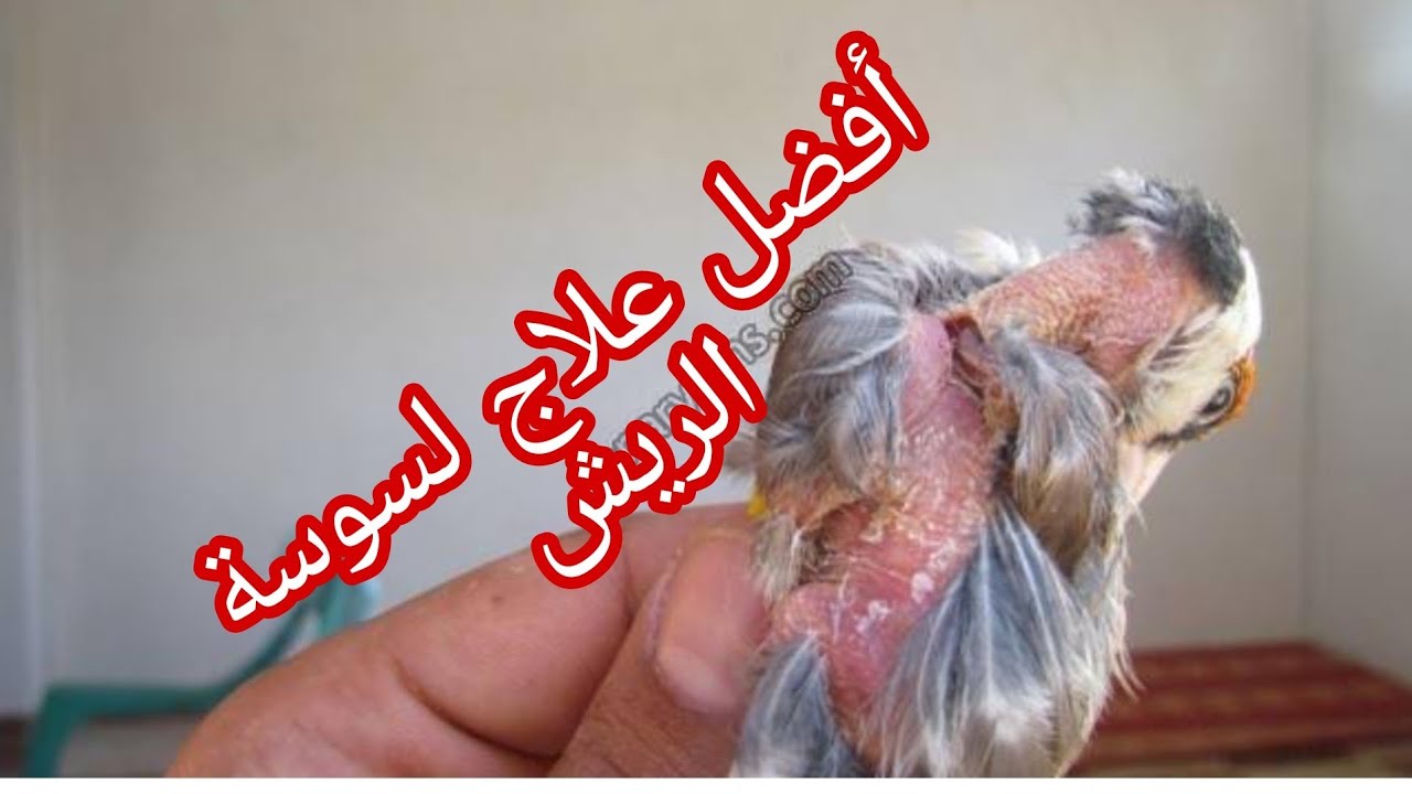 الطريقة الصحيحة للقضاء على فاش الريش (سوسة الريش) عند جميع الطيور +كيف اقوم بنتف الريش المتكسر