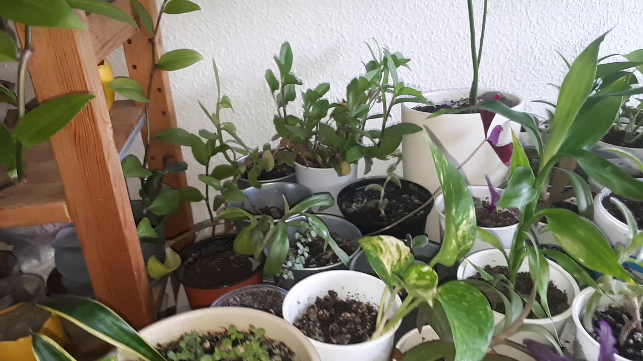 MY 100+ PLANT COLLECTION TOUR 2019! ROOM TOUR! PLANT HAUL! New Stuff (DIY) New Plants? PLANTS 2019