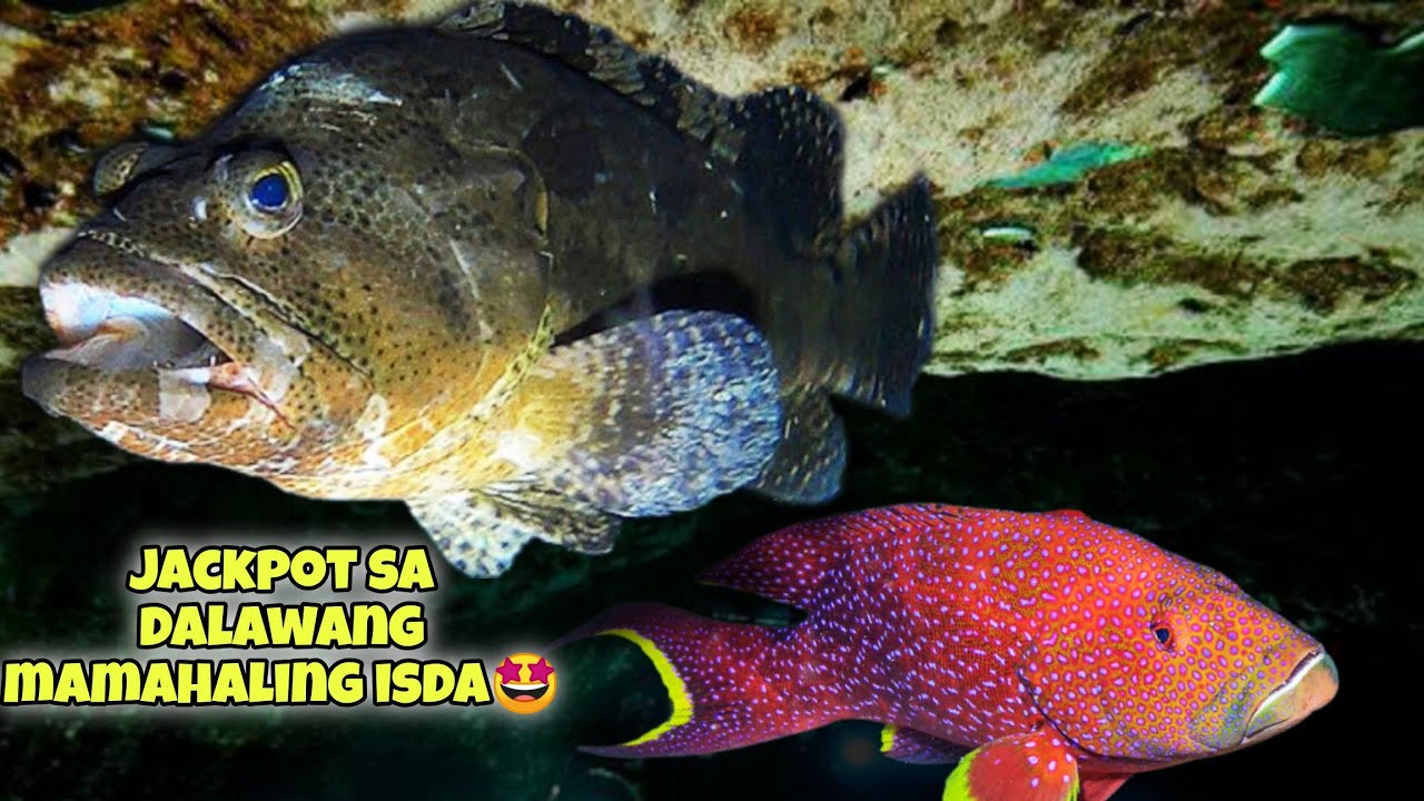 JACKPOT SA DALAWANG MAMAHALING ISDA🤩 #kapanatv #fishing #seafood #viral #repost