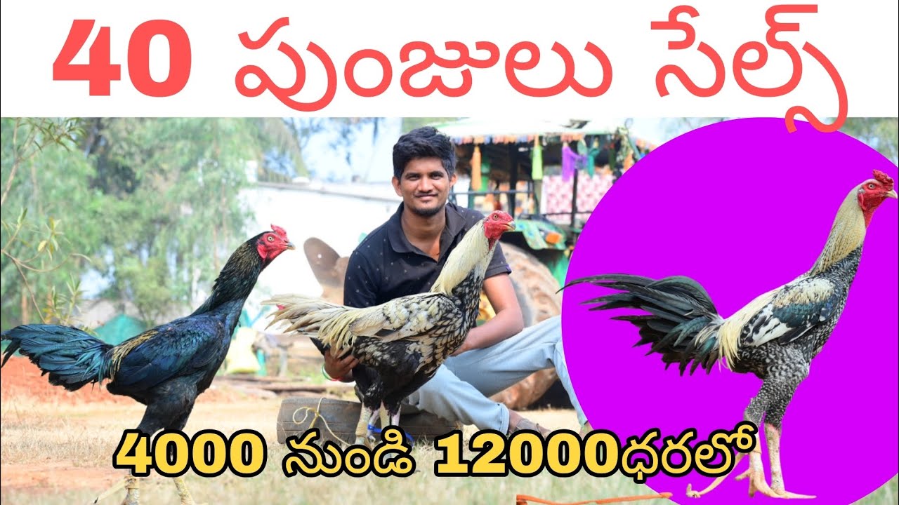 9100371557 ఓన్లీ వాట్సాప్ చాట్.40 కోడి పుంజులు సేల్స్.30/12/2025 ట్రాన్స్పోర్ట్ సదుపాయము ఉంది 