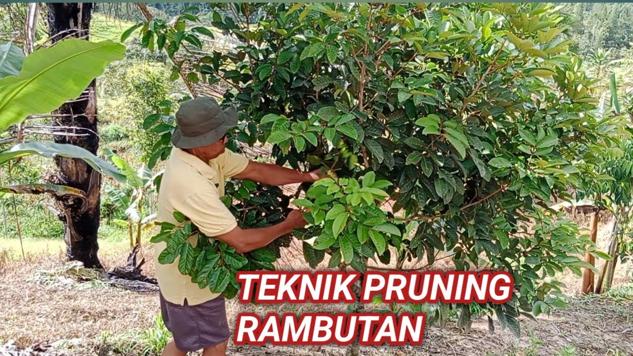 How to Prune Rambutan Plants.
