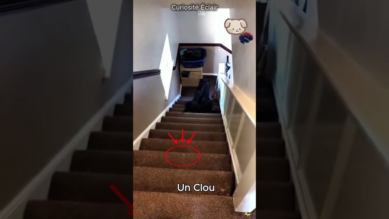 Frayeur ! Un chien glisse sur un escalier avec un clou 😱