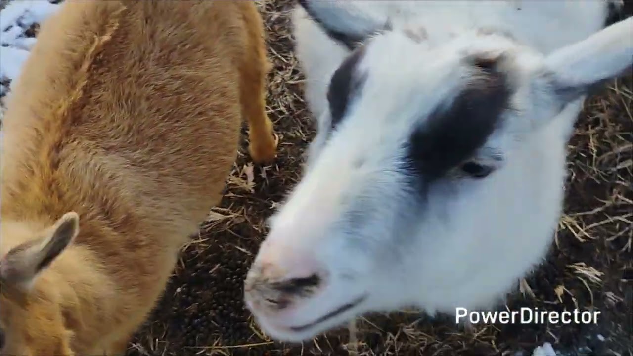 Daily arguments with goats 🐐 2/7/26
