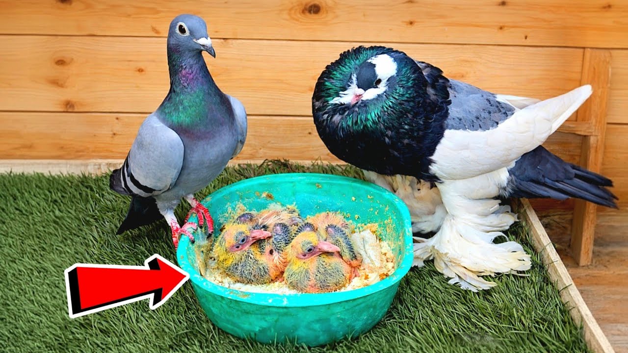 متابعة الحمام  واليمام 👌شوف حصل ايه وقولي اعمل ايه 😯