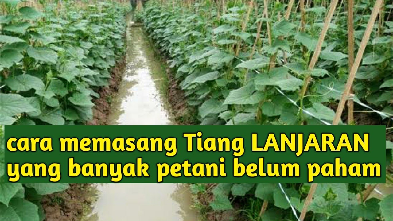 Panduan budidaya mentimun : CARA MEMASANG TIANG LANJARAN PALING MUDAH DAN SEDERHANA