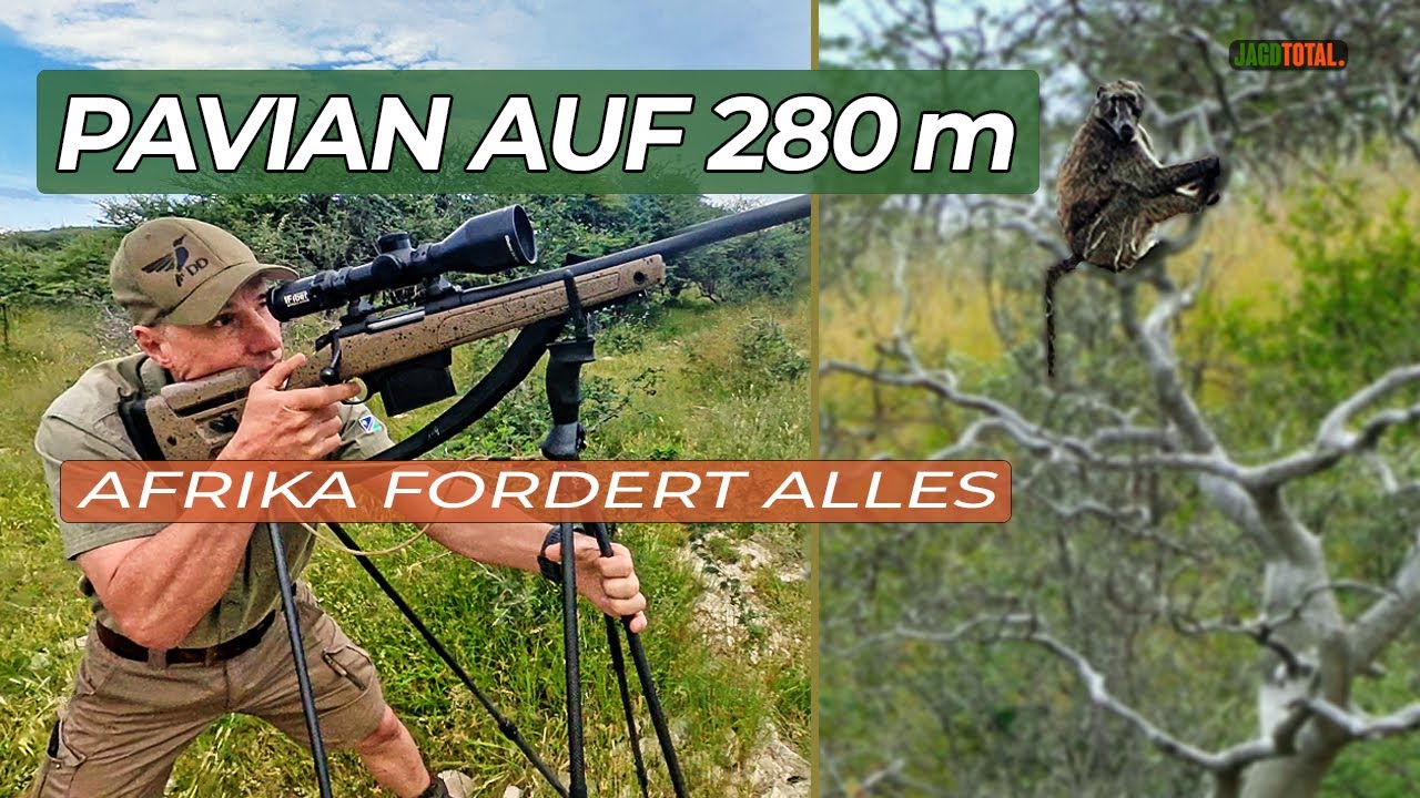 Pavianjagd mit .375 H&H auf 270 m & 280 m