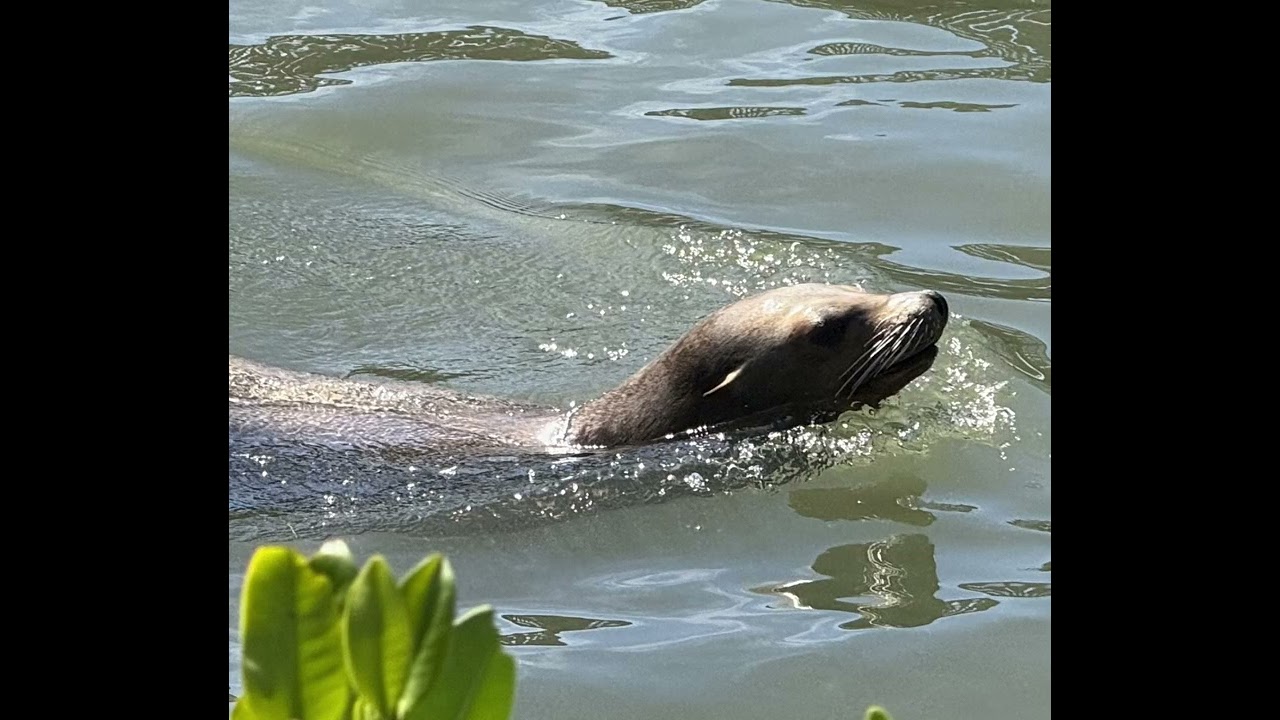 Marathon….Dolphin Research Center