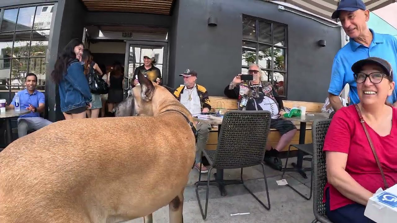 Cash 2.0 Great Dane at the 3rd Street Promenade 8