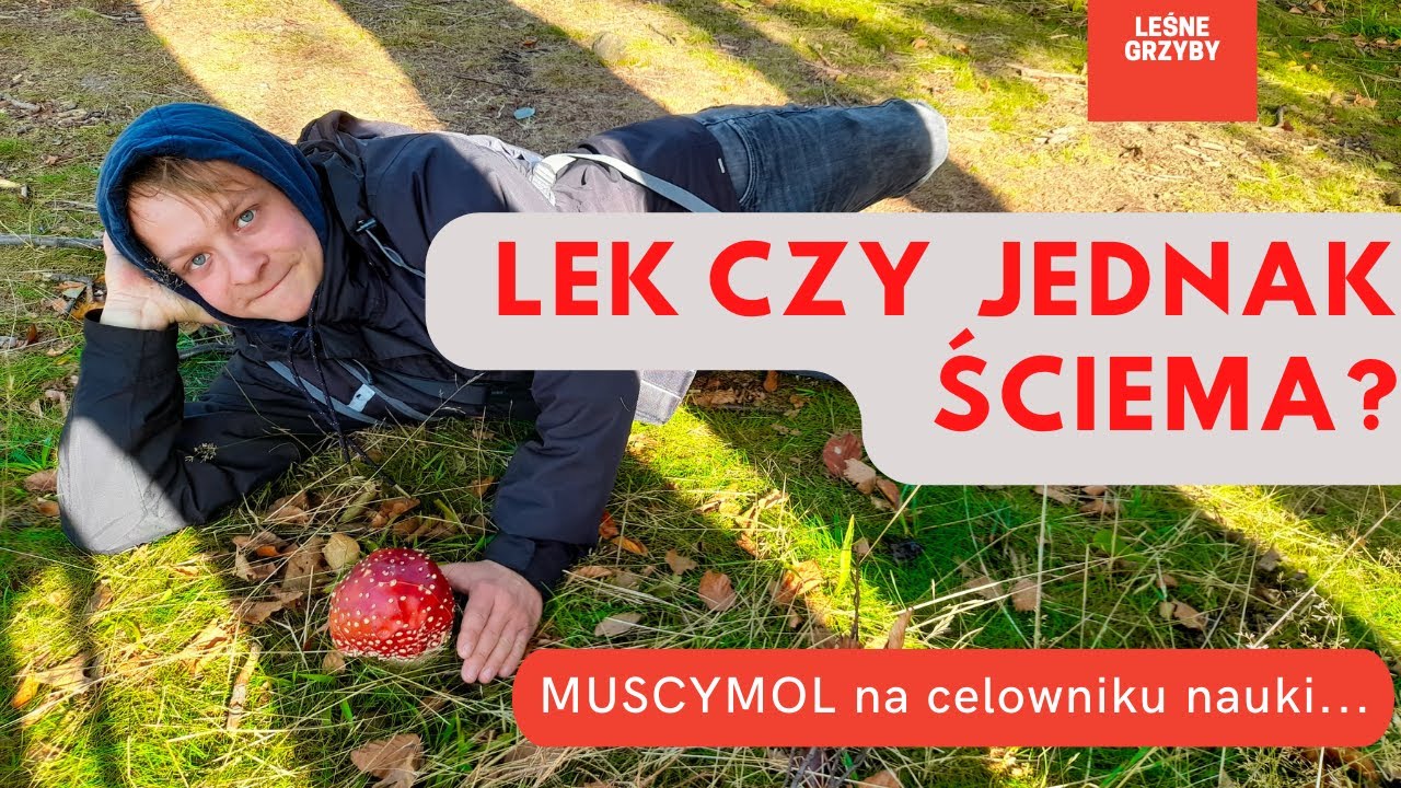 Muchomor czerwony - grzyb leczy czy ŚCIEMA?