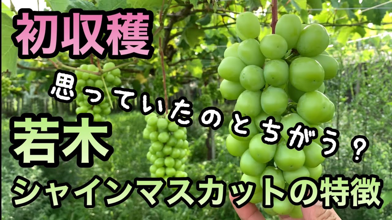 若木のシャインマスカットの特徴 林ぶどう園 2021-7-17