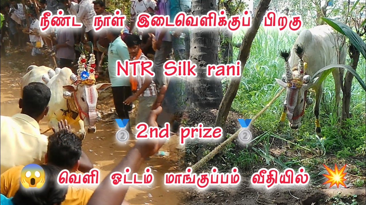 💥💯நீண்ட நாள் இடைவெளிக்குப் பிறகு NTR Silk rani 🥈 2nd prize 🥈 😱 வெளி ஓட்டம் மாங்குப்பம் வீதியில் 💥