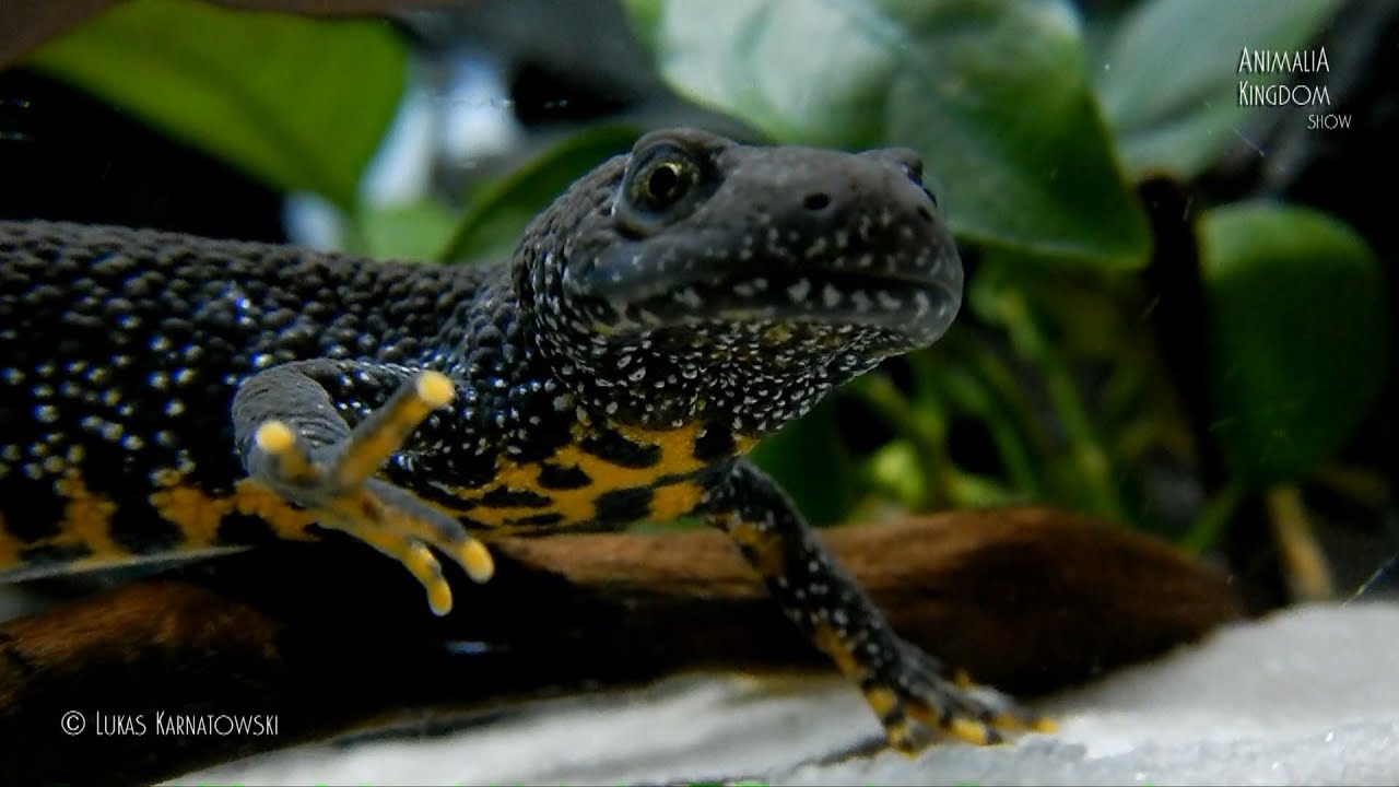 Great Crested Newt (Triturus cristatus) - Guest from the wild - Animalia Kingdom Show