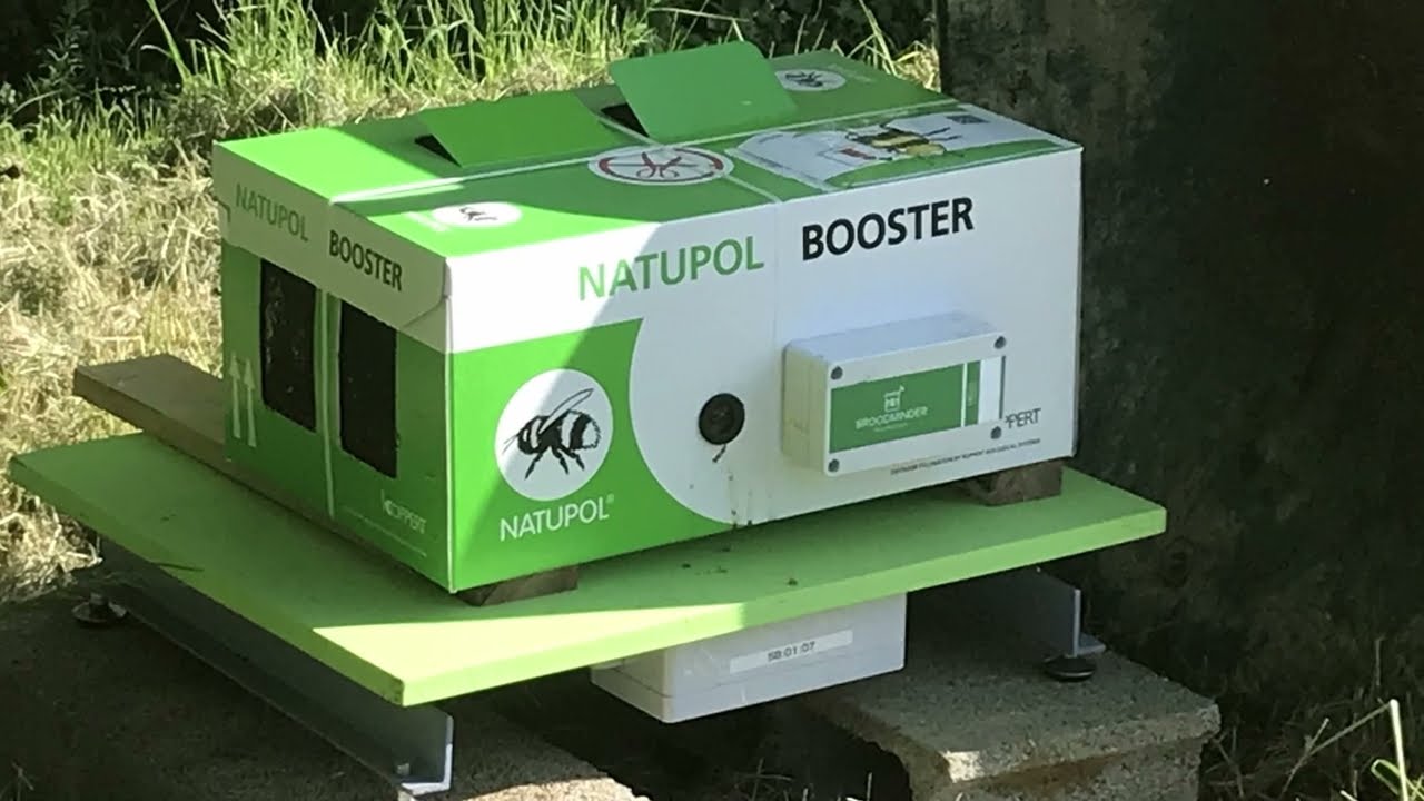 Monitoring Bees Activity