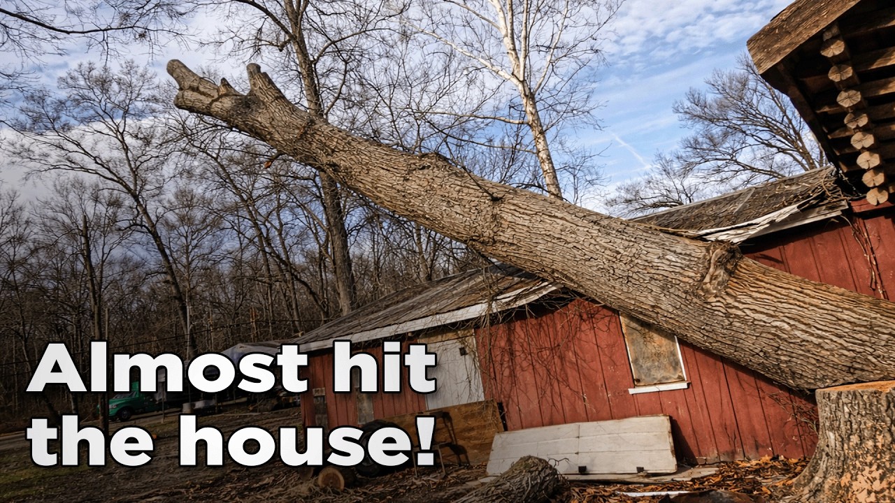 These Trees were DANGEROUSLY Close to The House!