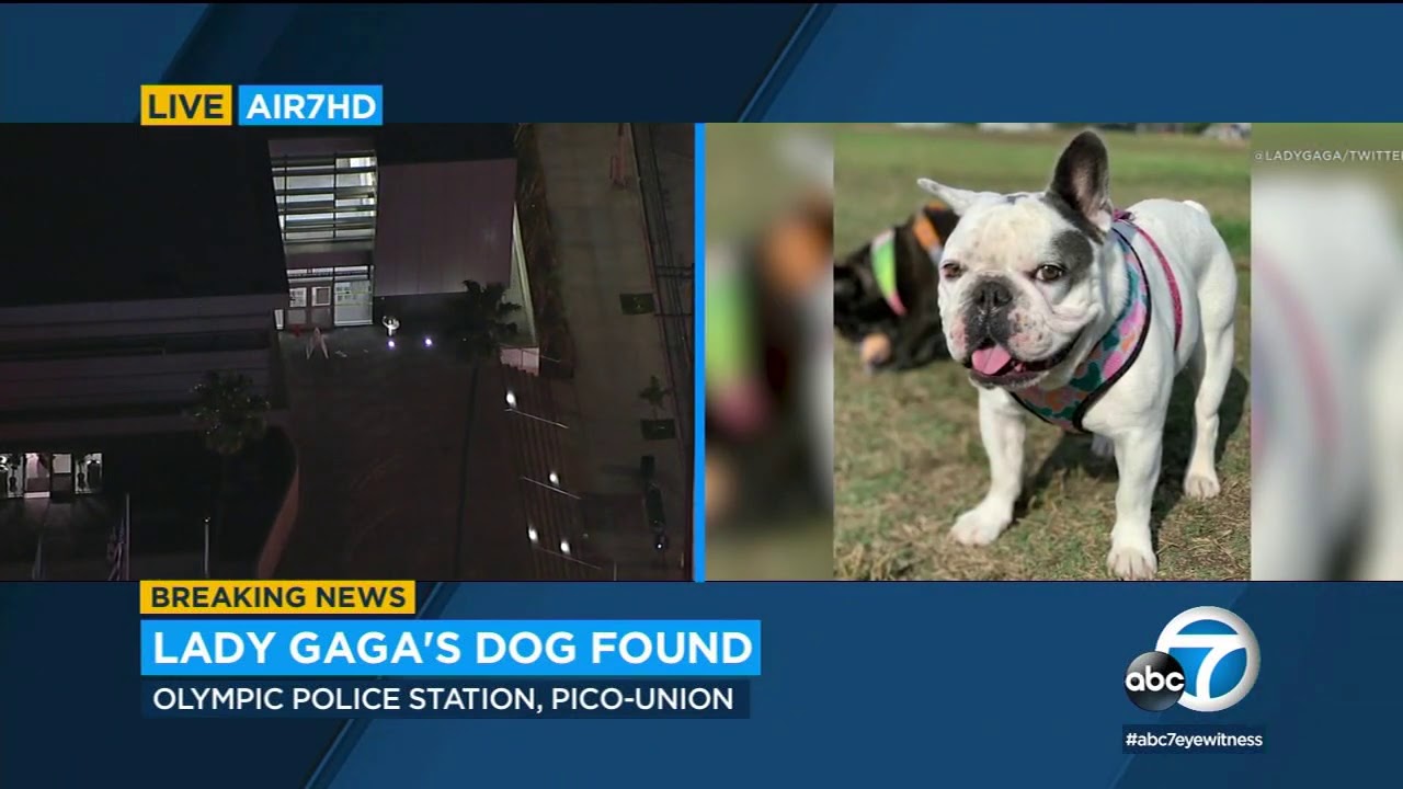 Lady Gaga's 2 French bulldogs recovered unharmed following shooting, theft I ABC7